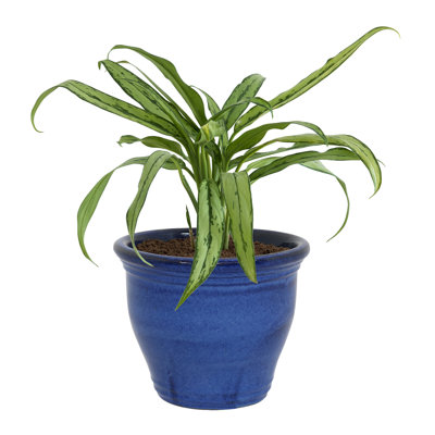 Berlina Round Imperial Ceramic Outdoor Planter - Blue - 15"