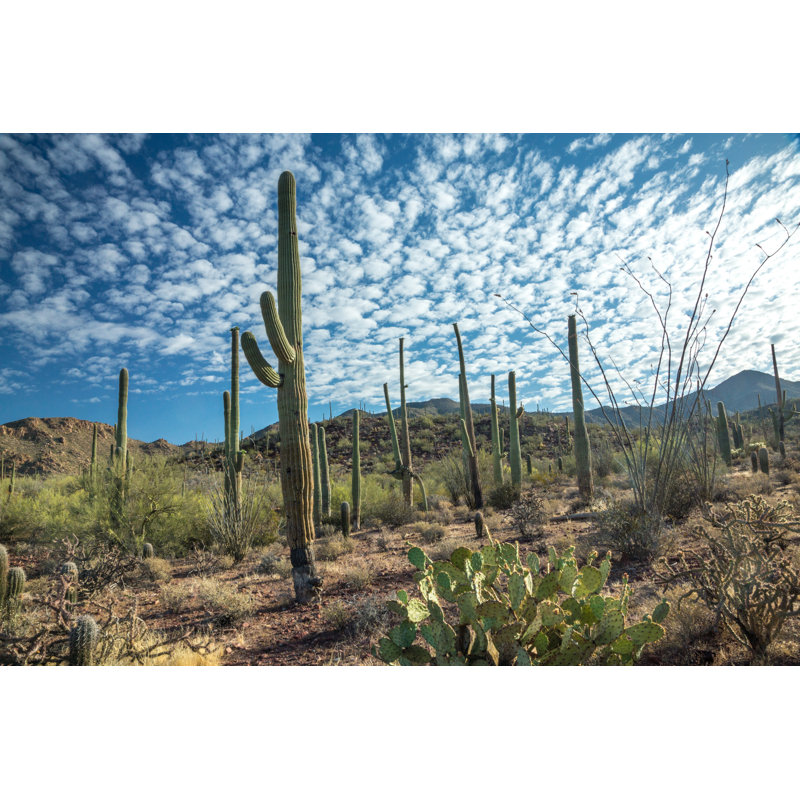 Saguaro Cactus by Woodkern - Wrapped Canvas Print, 61cm H x 91cm W x 3.8cm D