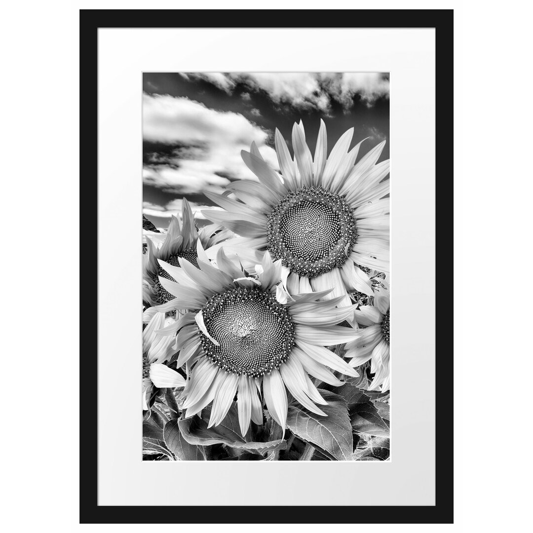 Gerahmtes Poster Sonnenblumenwiese unter Himmel