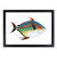 Opah Fish by Edward Donovan - Framed Print-55581268-55581265