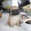  Brown pug Decorative Puppy Figurine for Home & Garden Décor, Handpainted Polyresin Dog Statue, Realistic Design | Gift for Dog Lovers | Weather-Resistant Indoor/Outdoor Decor