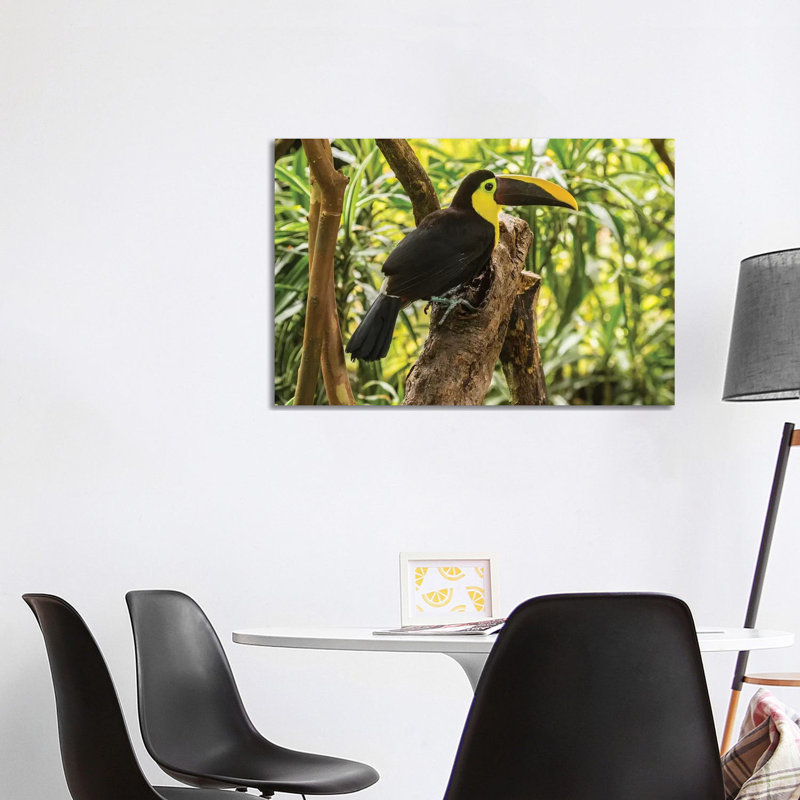Costa Rica, La Paz River Valley. Captive Black-Mandibled Toucan on Tree. 1 Piece Wrapped Canvas Wall Art