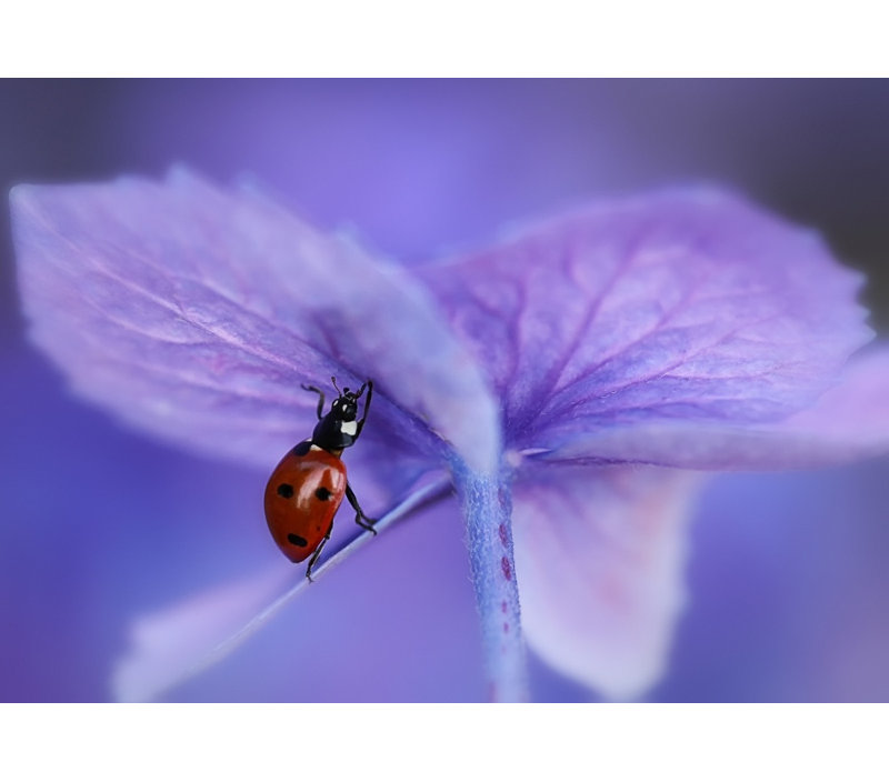 1 Piece Wrapped Canvas Wall Art, 121.92 cm H x 81.28 cm W