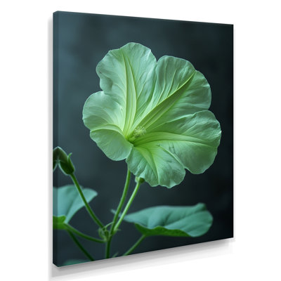 «Green Garden Meadow Morning Glory Photo II», art mural Gloire du matin
