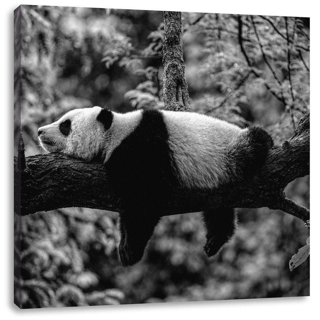 Leinwandbild Sleeping Panda on Tree Trunk