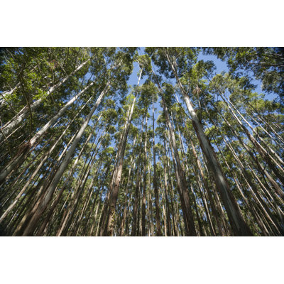 " Eucalyptus Trees. " by Brianscantlebury