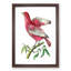 Pompadour Chatterer Bird by George Shaw - Framed Print-55616666-55616668