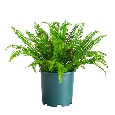 48" Boston Fern Plant in Nursery Pot