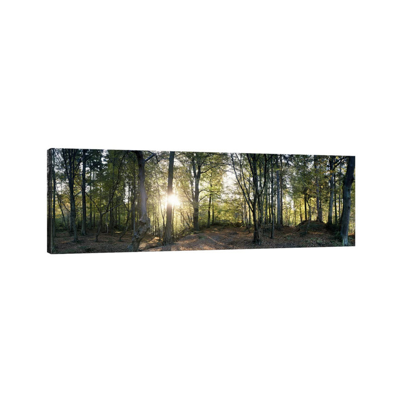 Trees In A ForestBlack Forest, Freiburg Im Breisgau, Baden-Wurttemberg, Germany by Panoramic Images - Panoramic Gallery-Wrapped Canvas Giclée on Canvas