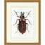 Gilded Beetle 3 Print by Lillian August