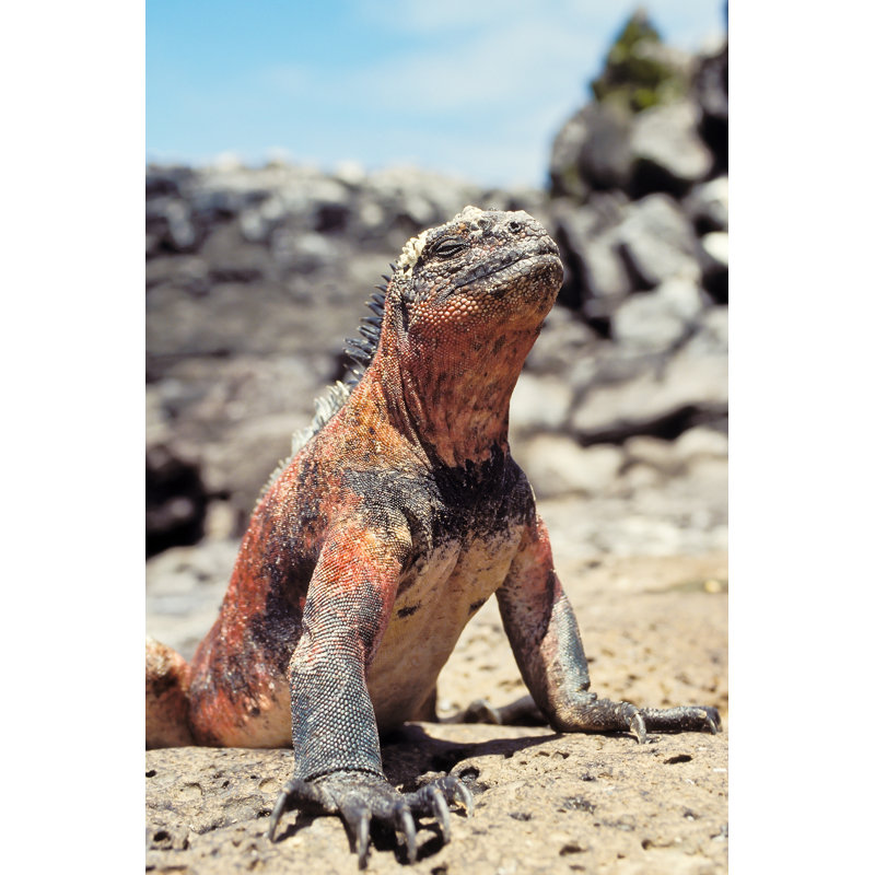 Iguana by Pb Pictures - Wrapped Canvas Print, 30cm H x 20cm W 3.8cm D