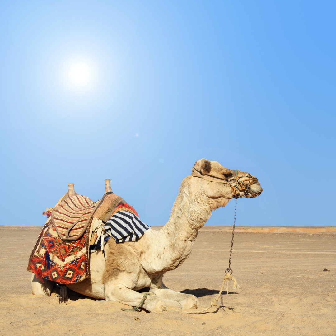Camel Sitting Down On A Hot Day In Desert