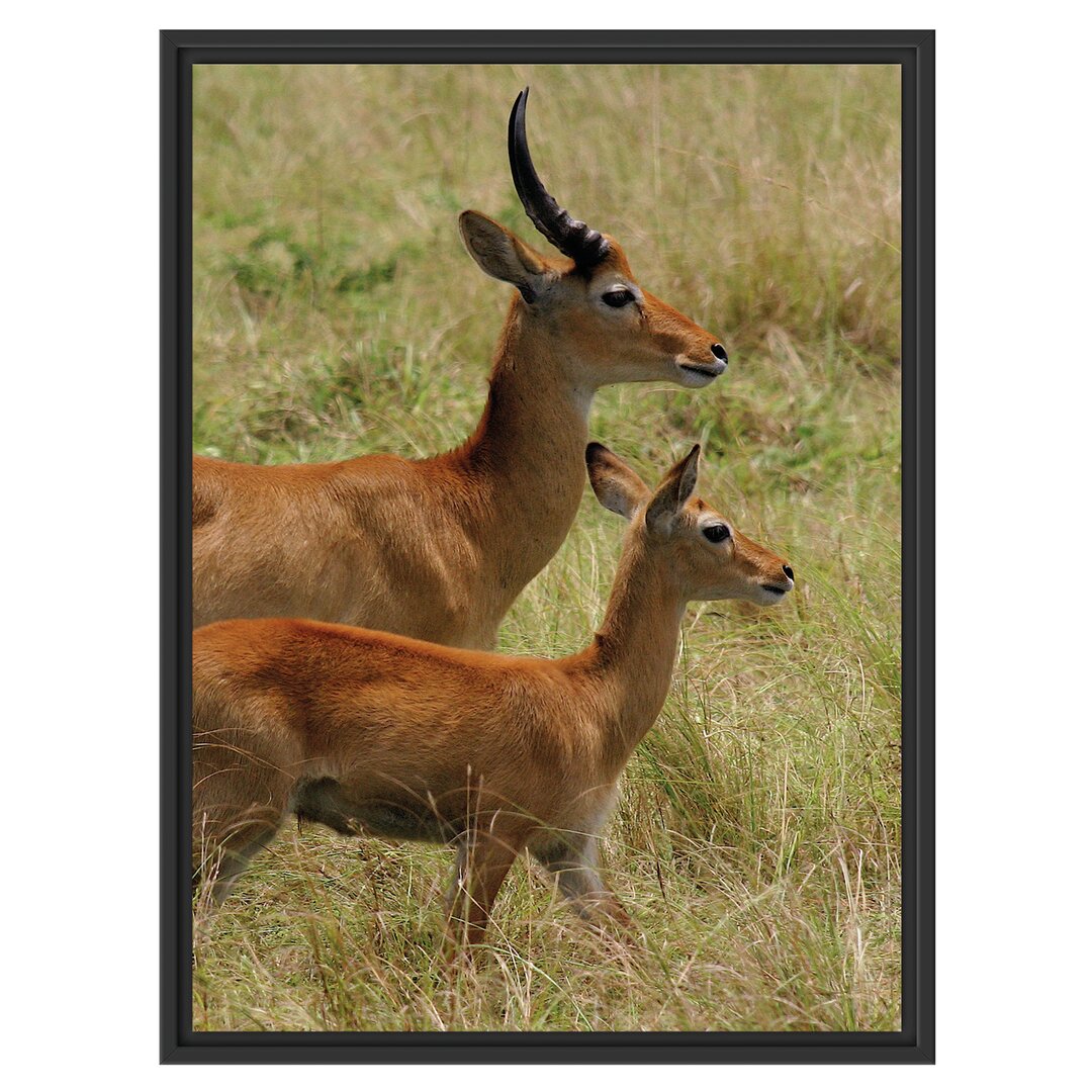 Gerahmtes Wandbild Dorkasgazelle mit Jungtier