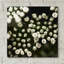 «Little White Flowers» par Tom Quartermaine-338229783
