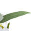 Bouquet de pivoines artificielles 14 po-1215029271