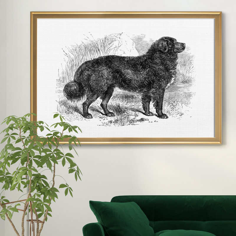 « Terre-Neuve »-impression sur toile, Cadre doré, H 18 po x l 24 po x P 1 po