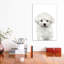 Bichon frisé chiot par Watercolor Luv - reproduction d'art-52940929-52940931-52940939