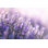 " Close-up View Of Lavender "