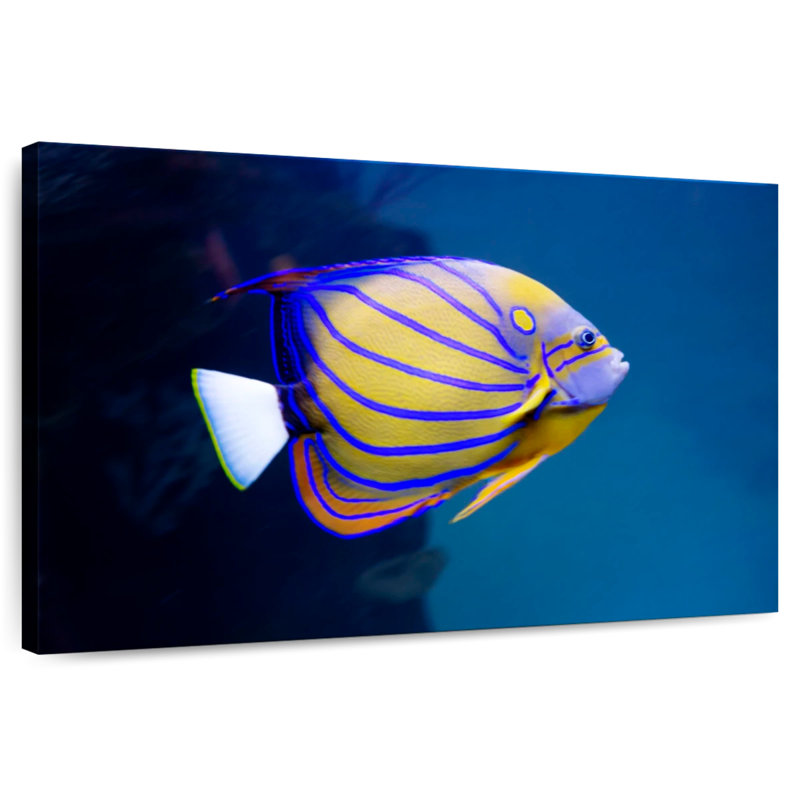 Brampt Colorful Angelfish, 26" H x 39" W