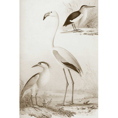 Sépia, oiseaux d'eau I - impression sur toile tendue