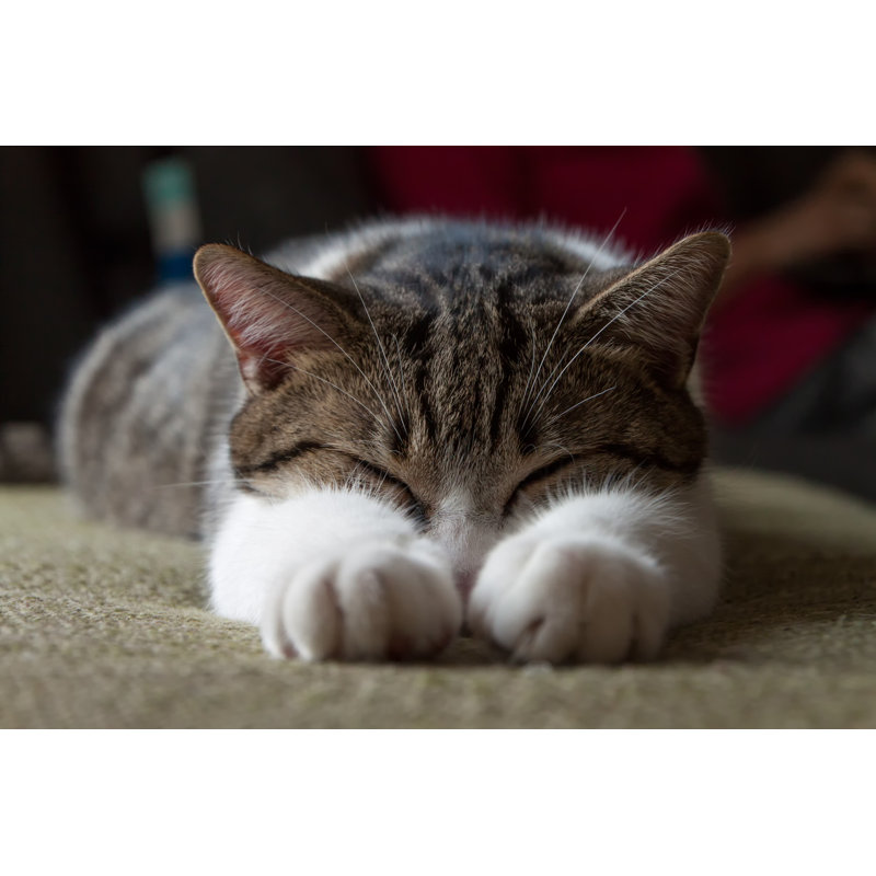 " Sleeping Cat " by Robertomm, 8" H x 12" W x 1.25" D
