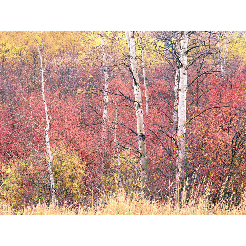 Swan Valley Autumn Portrait #3 Print by Bruce Heinemann, Black Framed Canvas, No Mat, 18" H x 24" W