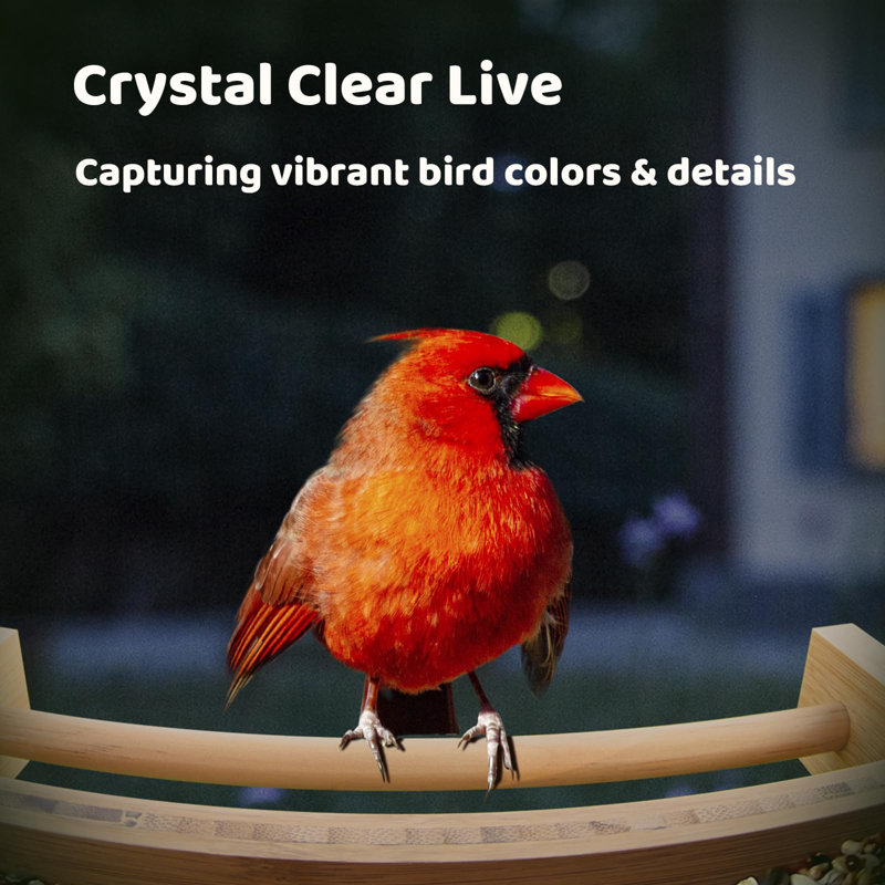 Birdfy Smart Bird Feeder Camera Solar Powered, Auto Capture Birds & Notify in Time, Bamboo Wood Bird Feeder Camera (Lite)