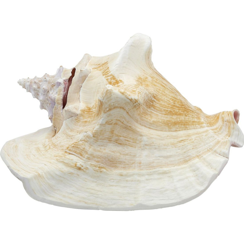 Parodi Large Queen Conch, H 8 po x l 6 po x P 6 po