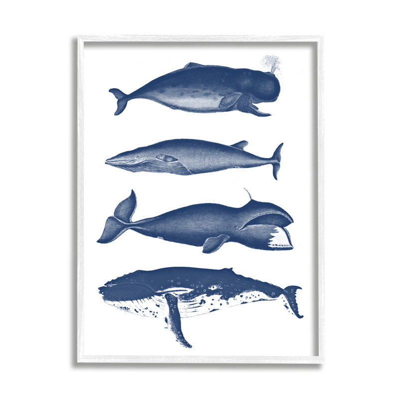 Divers types de baleines, H 14 po x l 11 po x P 1,5 po, Giclée encadrée blanc bord de mer