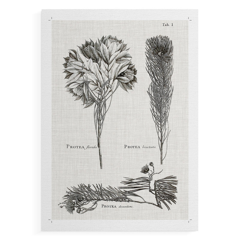 Protea sur lin noir et blanc I - impression sur toile seulement - non encadrée, H 18 po x l 12 po