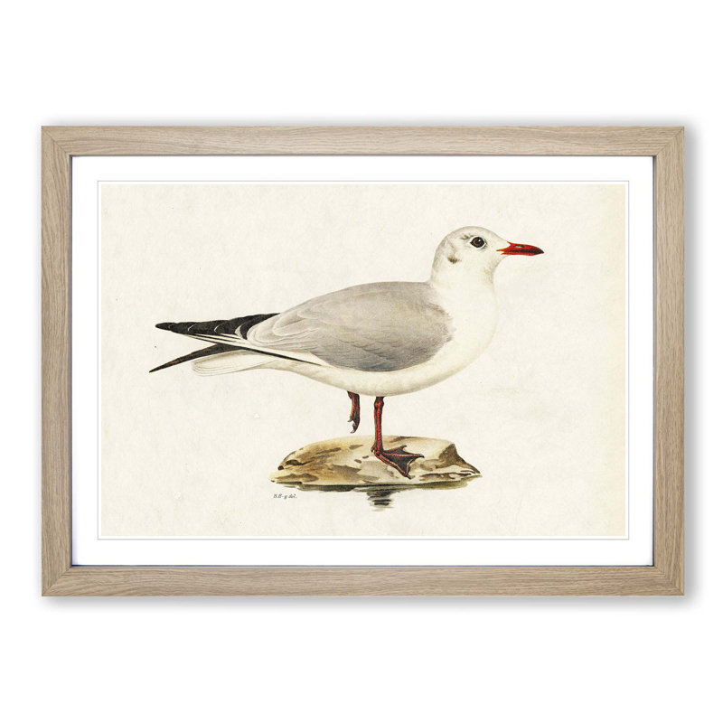 Black-Headed Gull by Von Wright - Picture Frame Art Print, 27cm H x 36cm W x 2cm D, Oak Framed
