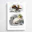 Duck & Pelican by Louis Renard - Wrapped Canvas Painting-55342642