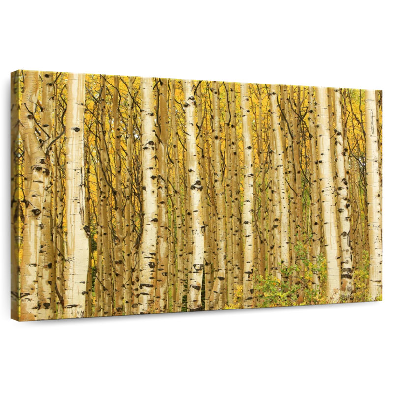 Forêt de trembles dorés d'Alvord, H 8 po x l 12 po
