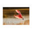 Art sur toile «Spoonbill» bolologien Aijing H.-109223433