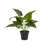 16.55 " H Faux Plant in Plastic Pot
