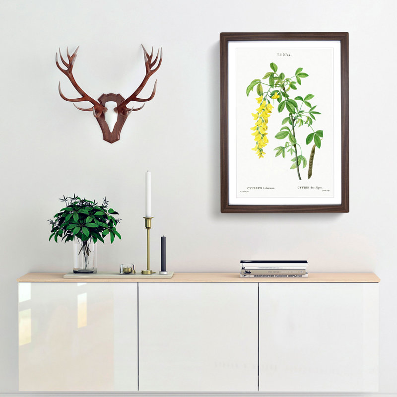 Laburnum Flowers in Yellow by Pierre-Joseph Redoute - Picture Frame Graphic Art Print, Walnut Framed, 65cm H x 48cm W x 2cm D