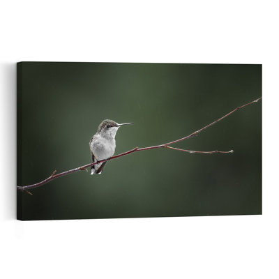 Colibri solitaire sous la pluie, délicat, paisible et serein, oiseau, nature, faune, affiche murale