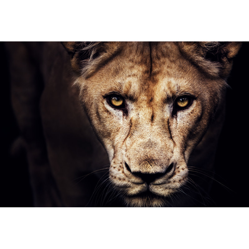 Lioness Portrait - Wrapped Canvas Print, 20cm H x 30cm W x 3.8cm D