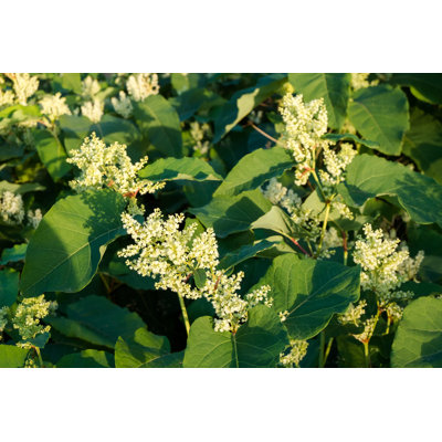 Blooming Sakhalin Knotweed - Wrapped Canvas Print