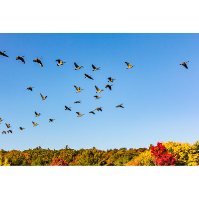 Canada Geese - Wrapped Canvas Print