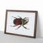 Typhon Beetle by George Shaw - Framed Print-55641744-55641750