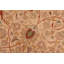 Tapis ivoire / vert en laine antique Parmida - 8 pi 0 po x 10 pi 2 po