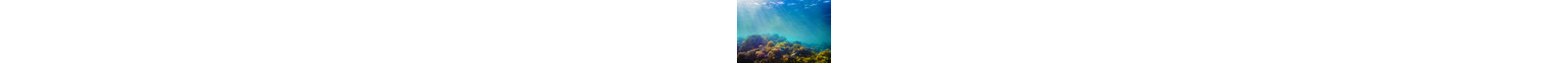 Coral And Fish In The Red Sea-535140307