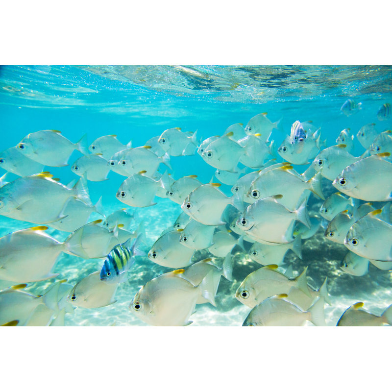 Flock Of Fish - Wrapped Canvas Print, 51cm H x 76cm W