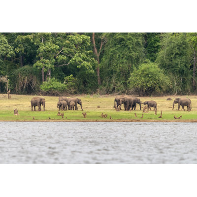 Elephants, Nagarhole by EPhotocorp - Wrapped Canvas Print