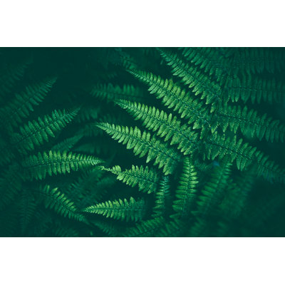 Fern Background - Wrapped Canvas Print