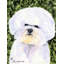Double Sided 40'' H x 28'' W Polyester Animal House Flag-21930655