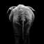 «Elephant II», reproduction de photo sur toile-29172425-72779122-72779127