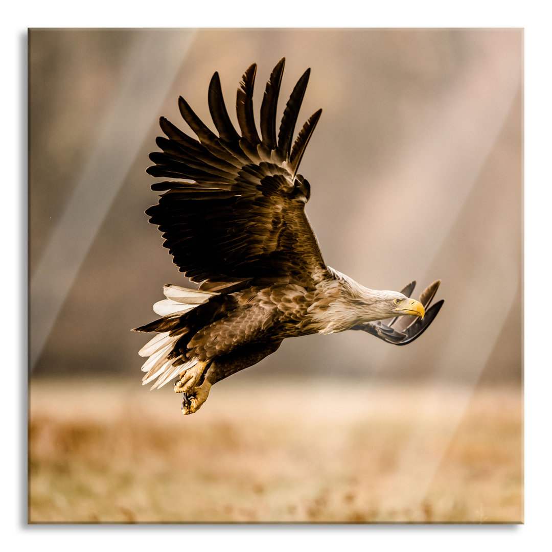 Glasbild Nahaufnahme Adler bei der Jagd