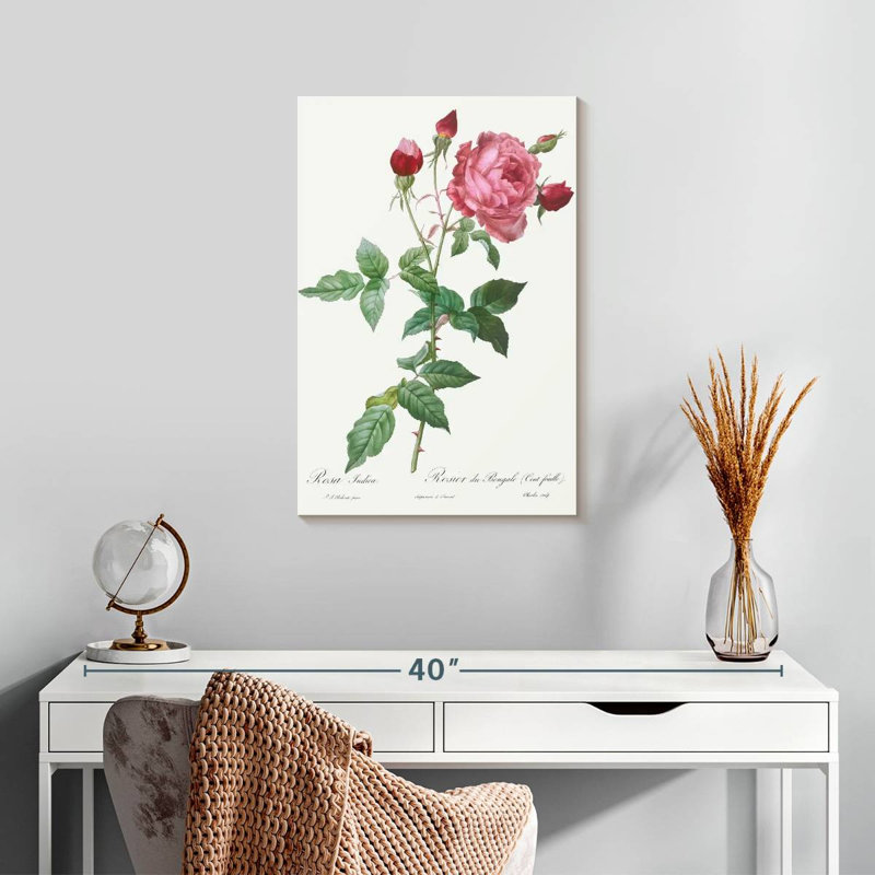 Provence Rose Rosa Indica de Les Roses, H 24 po x l 16 po